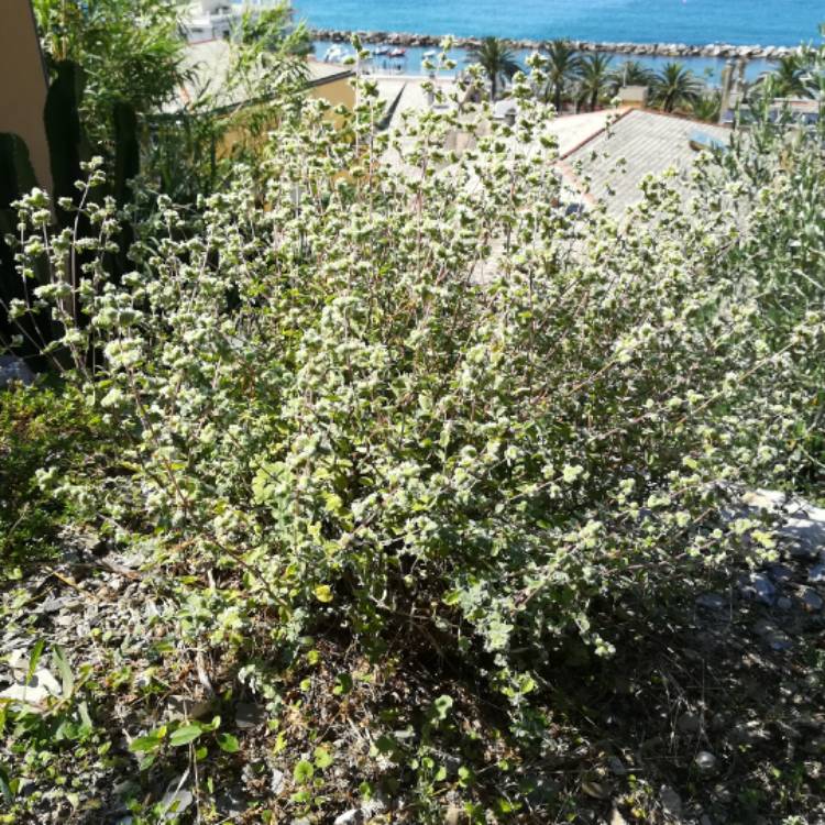 Plant image Origanum marjorana