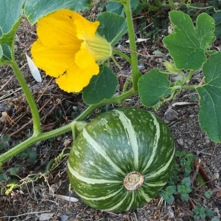 Plant image Cucurbita Maxima 'Delica' F1