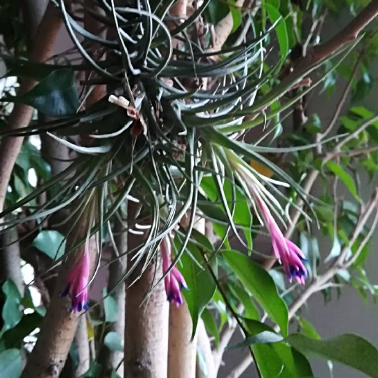 Plant image Tillandsia stricta