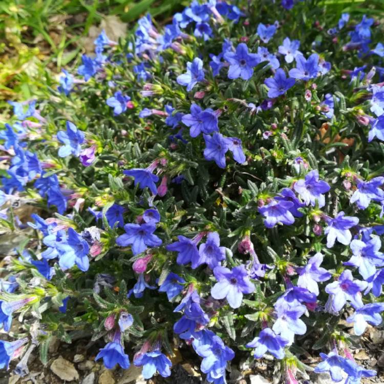 Plant image Lithodora diffusa 'Heavenly Blue' syn. Lithospermum diffusum 'Heavenly Blue' ; Lithospermum 'Heavenly Blue'