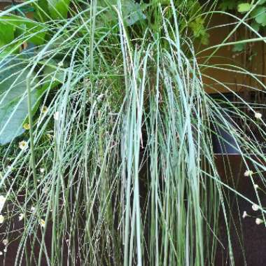 Muhlenbergia capillaris 'Lenca' syn. Muhlenbergia capillaris 'Regal Mist'