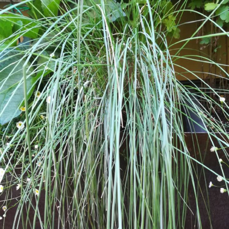 Plant image Muhlenbergia capillaris 'Lenca' syn. Muhlenbergia capillaris 'Regal Mist'