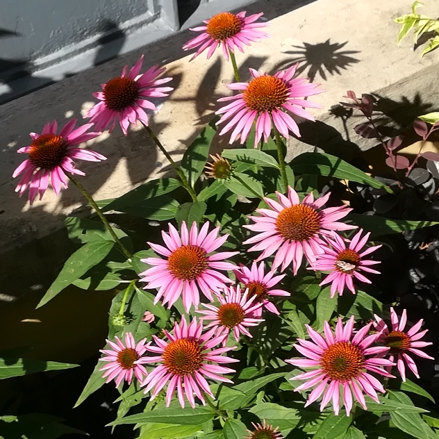 Plant image Echinacea purpurea 'Picadores'