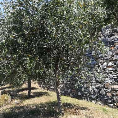 Olea Europaea 'Frantoio'