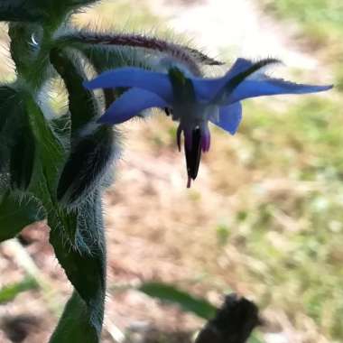 Borago officinalis