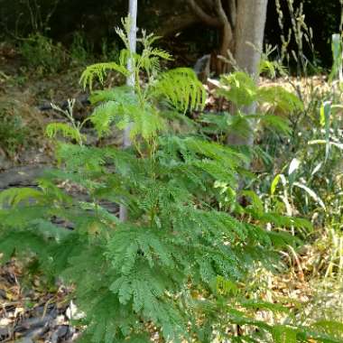 Acacia dealbata 'Gaulois Astier'