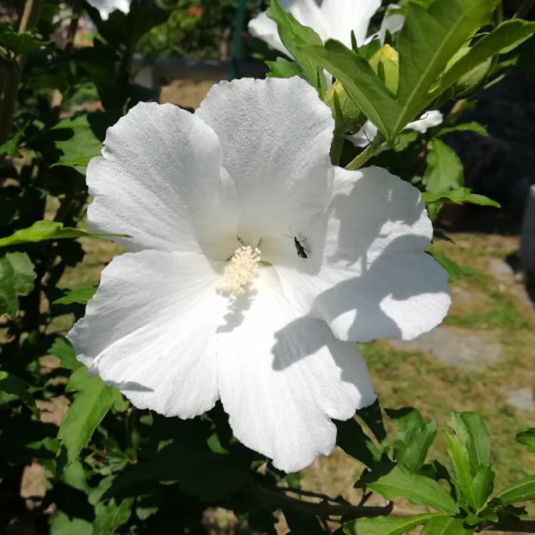 Plant image Hibiscus syriacus 'Totus Albus'