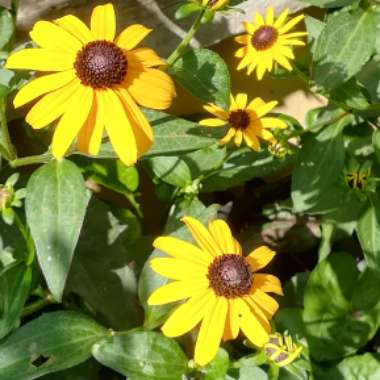 Rudbeckia fulgida var. sullivantii 'Goldsturm'