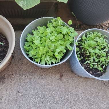 Coriander 'Calypso'