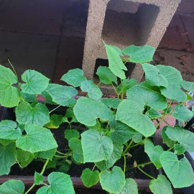 Sugar Snap Pea 'Sugar Ann'