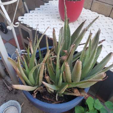 Aloe Vera