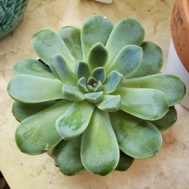 Plant image Echeveria Albicans