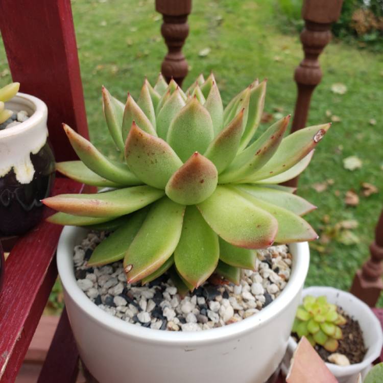 Plant image Echeveria Agavoides Miranda