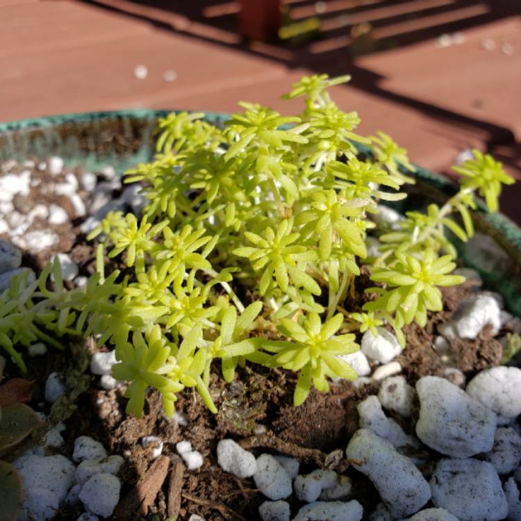 Plant image Sedum japonicum 'Tokyo Sun'