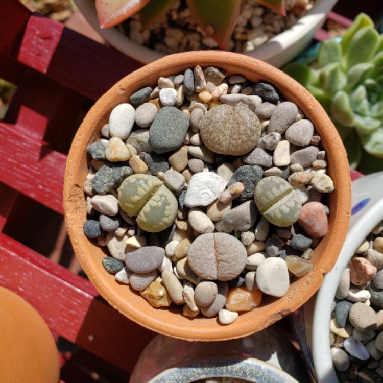 Plant image Lithops Verruculosa 'Rose of Texas'