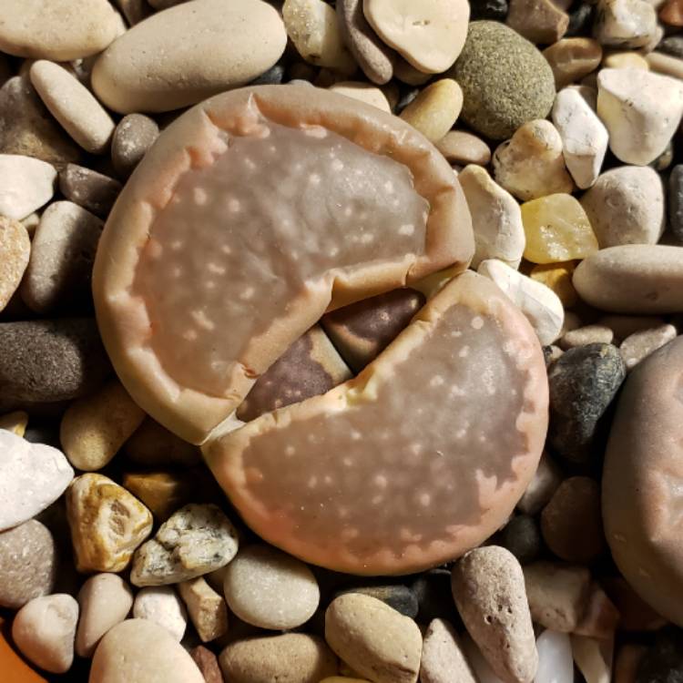 Plant image Lithops Salicola