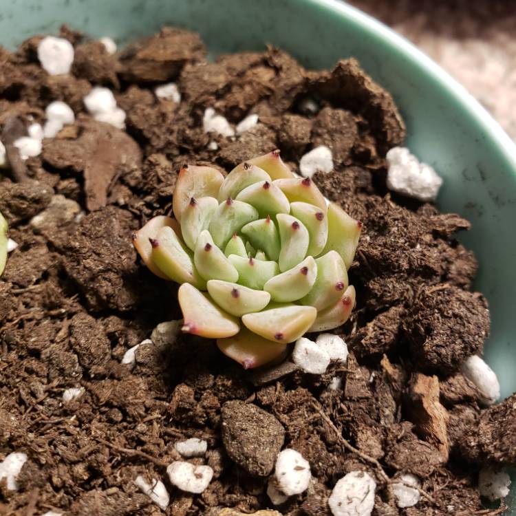 Plant image xGraptoveria Harry Watson