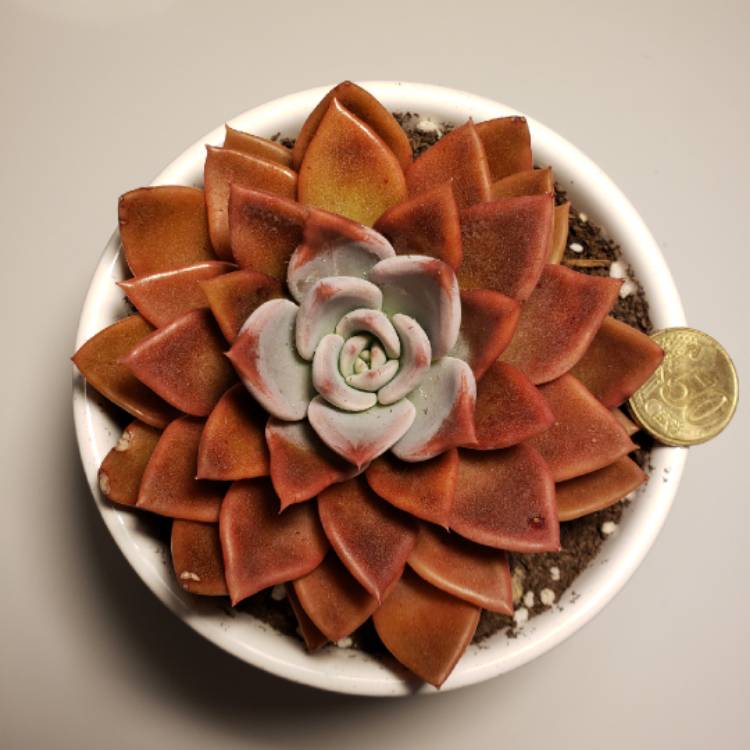 Plant image Echeveria Silver Queen