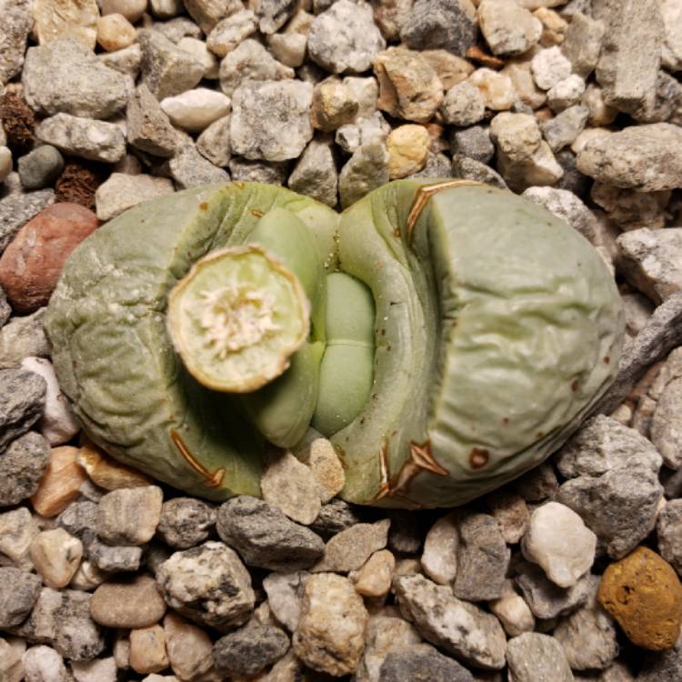 plant image 1216412