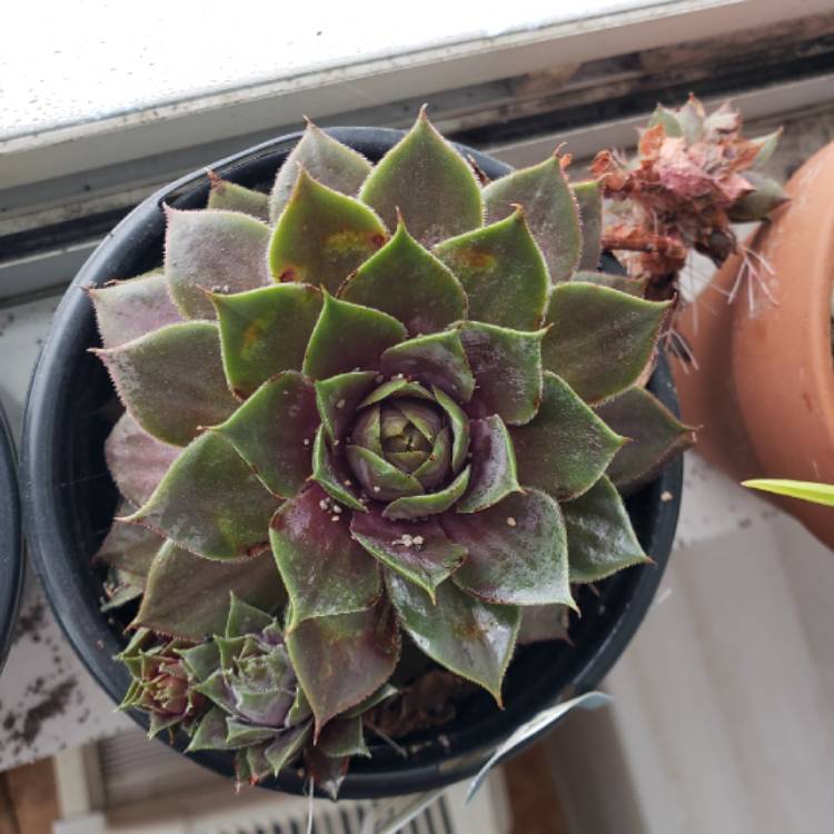 Plant image Sempervivum Desert Bloom