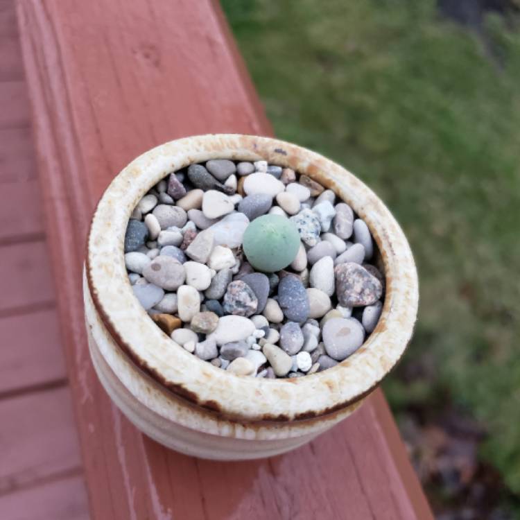 Plant image Conophytum Calculus