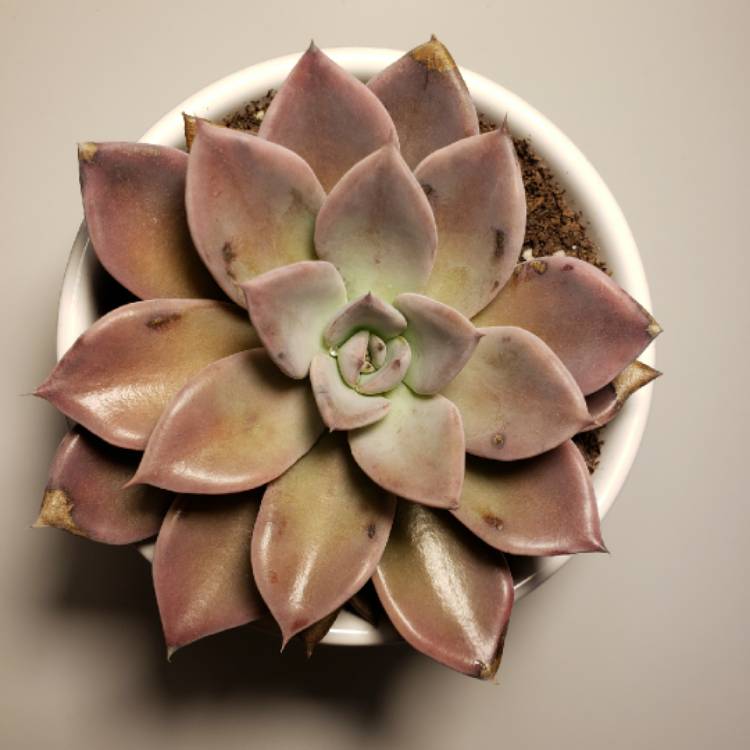 plant image 1253013