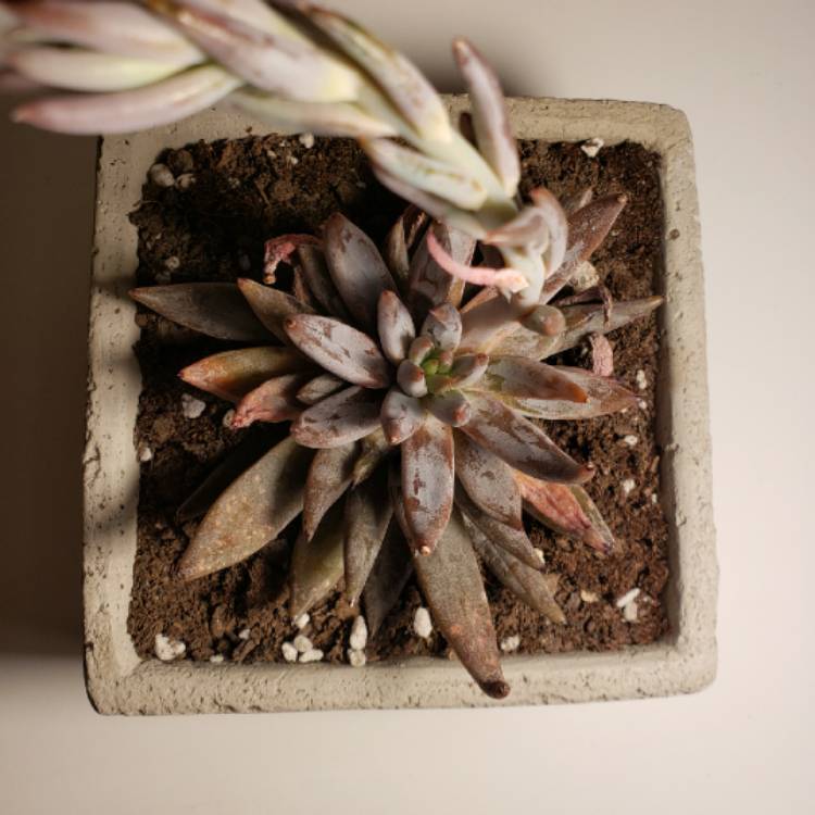 plant image 1253035