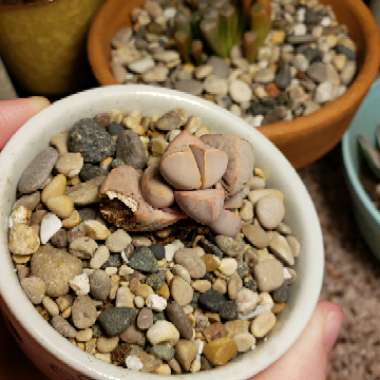 Lapidaria margaretae syn. Mesembryanthemum margaretae