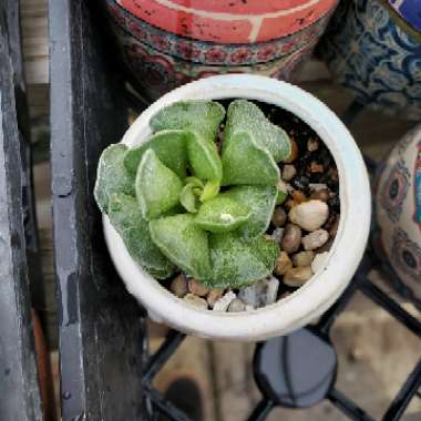 Adromischus cristatus