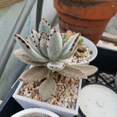 Kalanchoe tomentosa