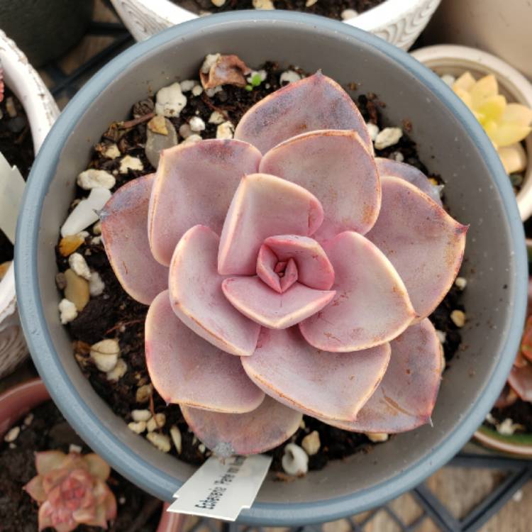 plant image 1301441