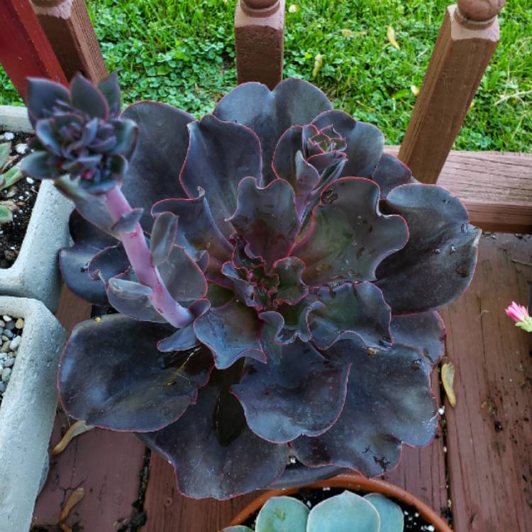 Plant image Echeveria Autumn Flame