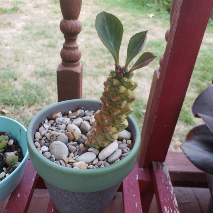 Plant image Euphorbia ritchiei syn. Monadenium ritchiei Variegata