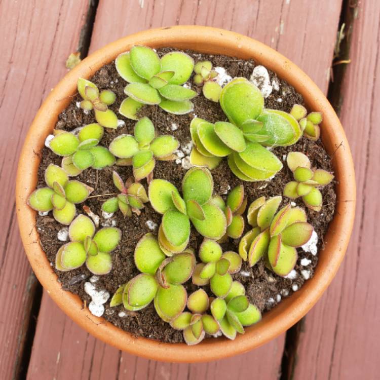 Plant image Crassula nudicaulis var platyphylla 'Burgundy'