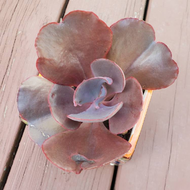 Plant image Echeveria Valentine