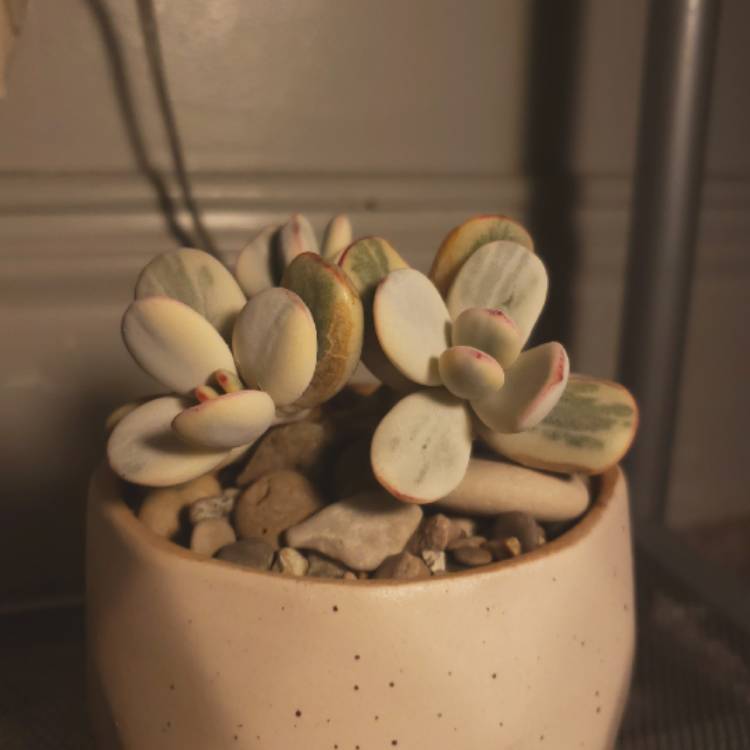 Plant image Cotyledon Orbiculata CV Fukushima variegated