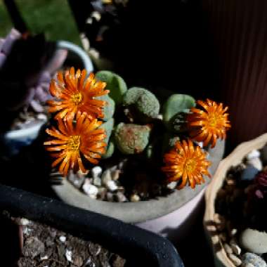 Conophytum Fruitescens