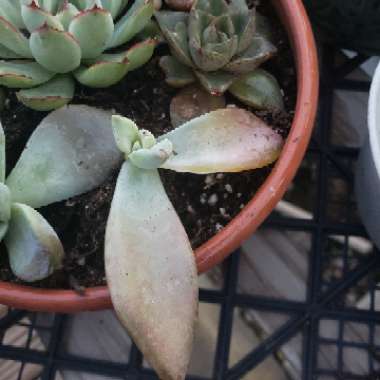 Graptopetalum Paraguayense ‘Peach'