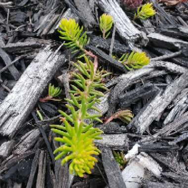 Sedum Rupestre Angelina