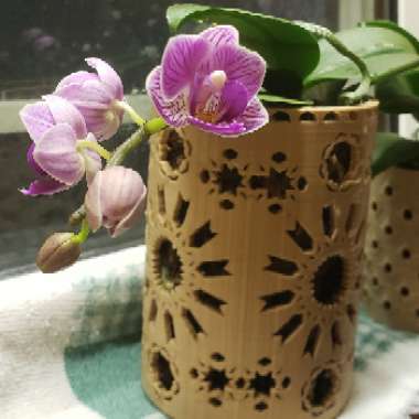 x Doritaenopsis 'Sogo Vivien' syn. Phalaenopsis 'Sogo Vivien'