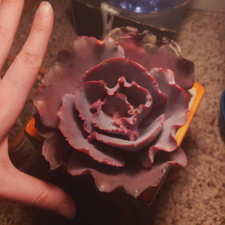 Plant image Echeveria Valentine