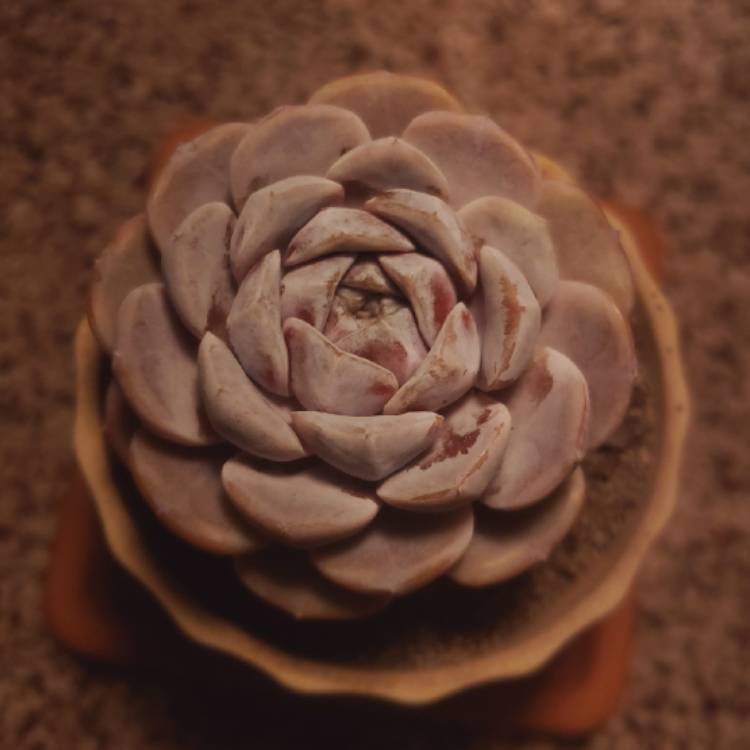 Plant image Echeveria Tynie Burger