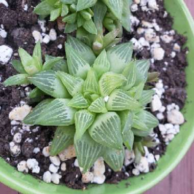 Haworthia Turgida