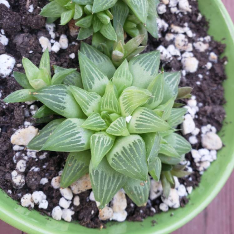 Plant image Haworthia Turgida