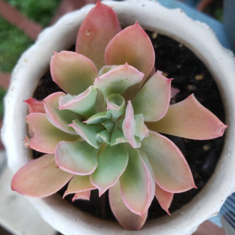 plant image 1503042