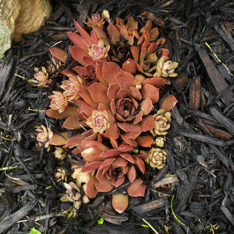 Plant image Sempervivum Chocolate Kiss