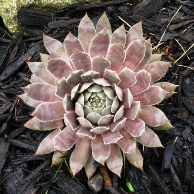 Plant image Sempervivum Berry Blues