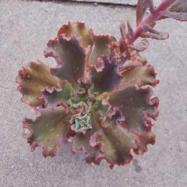 Echeveria