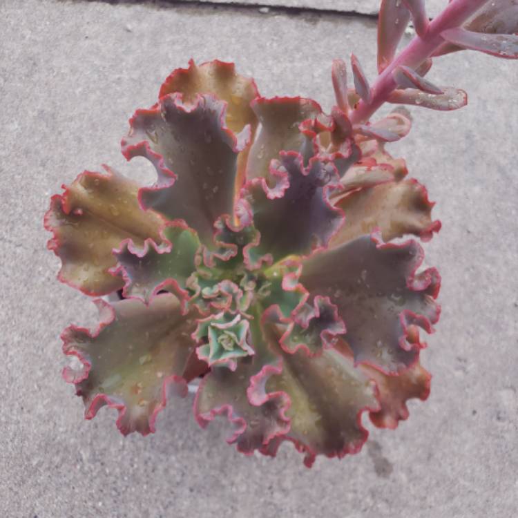 plant image 1503596