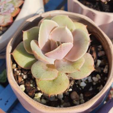 Echeveria Lolita